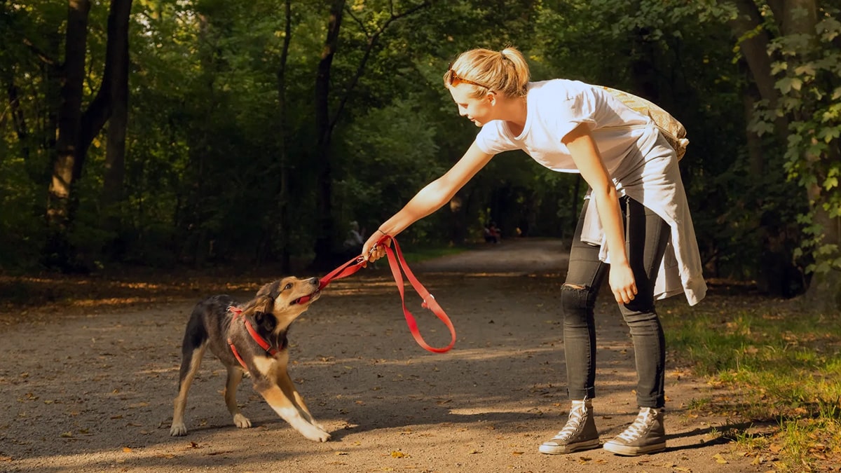 Dog pulling leash